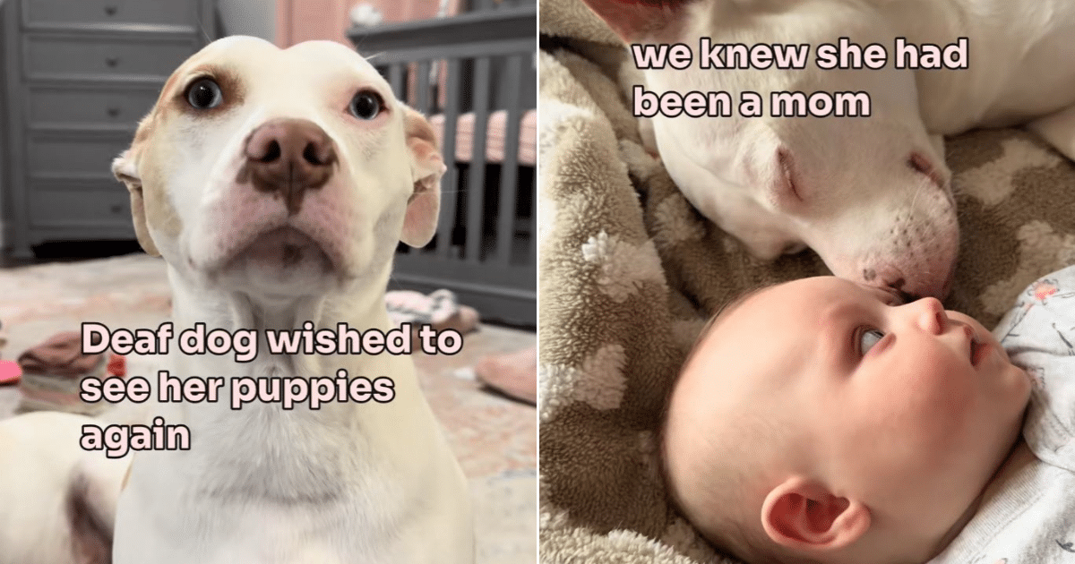 Deaf Dog’s First Morning in His New Home Melts Hearts Everywhere
