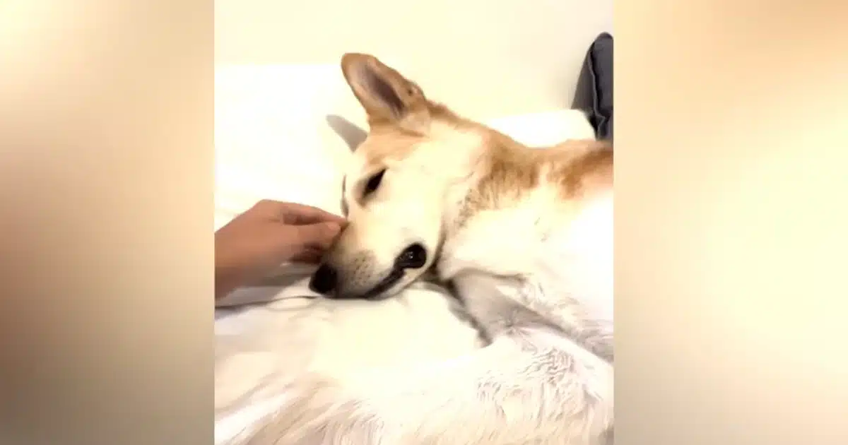 Dog Ingests Meth During Routine Walk, Family Puts Out Warning