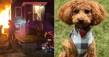 Hero Dog Chase