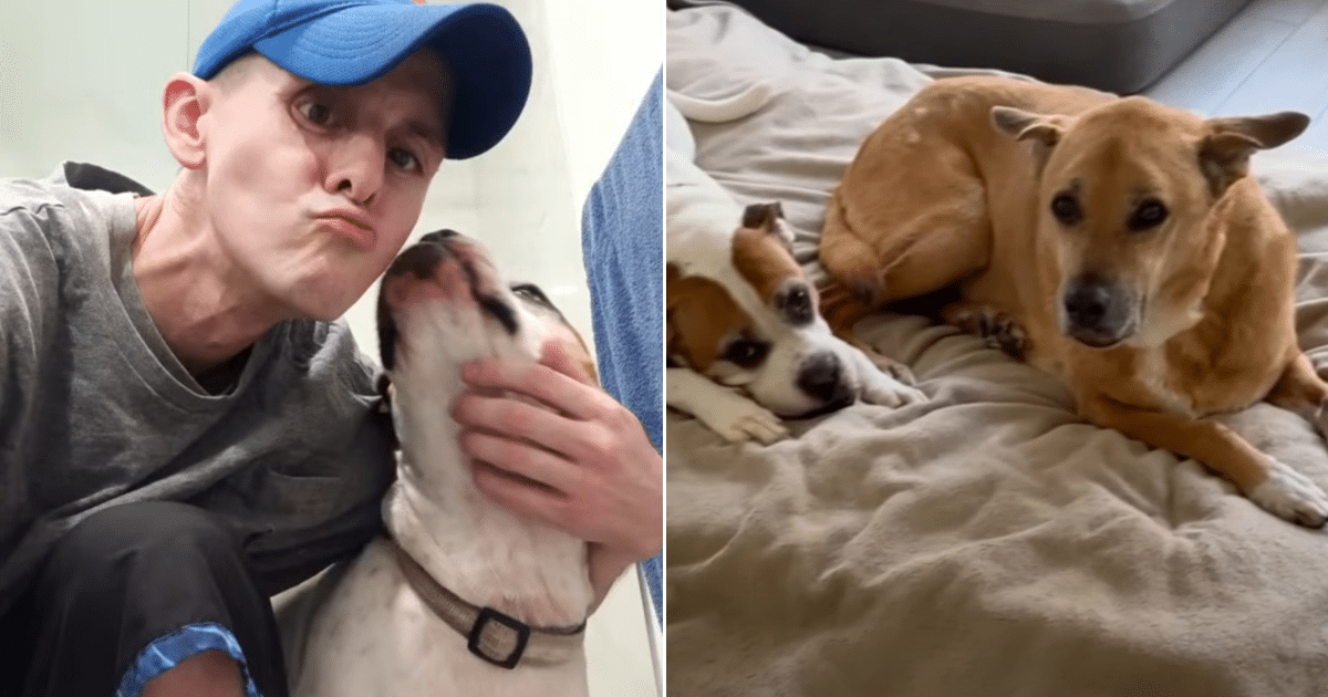 Two Dogs Lose Owner in Hit-and-Run, Family Hopes to Keep Them Together