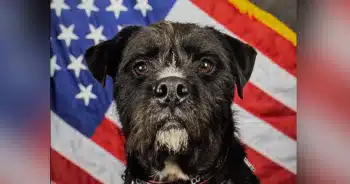 Sergeant Bo Hero Dog Award