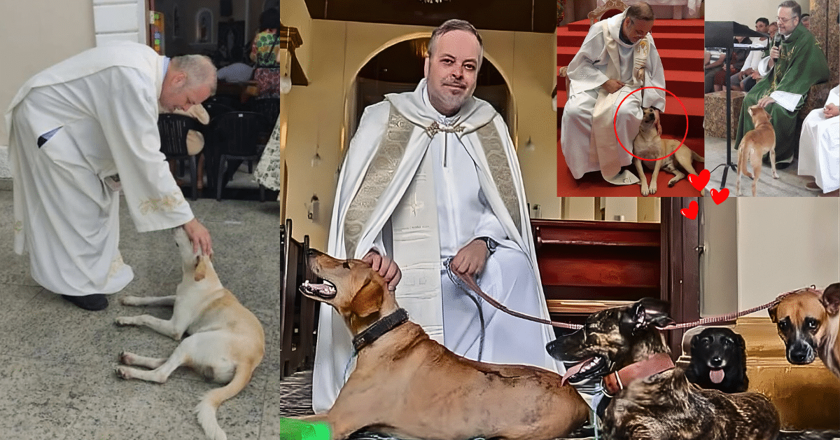 Priest Brings Stray Dogs to Mass to Help Them Find Homes, Touching Hearts Worldwide