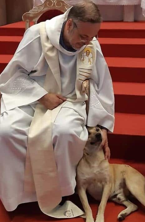 Dog lying peacefully in church