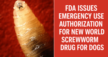 New World Screwworm parasite in dogs