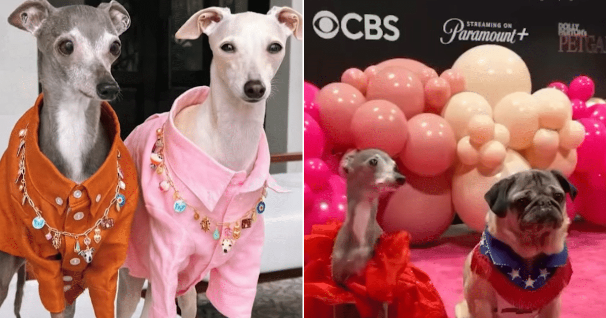 Viral Influencer Dog Tika The Iggy Dies At Age 14 After Surgery