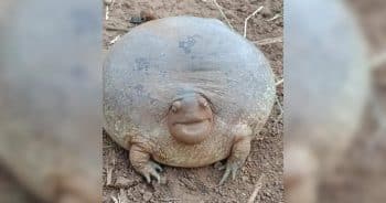 Round Desert Rain Frog
