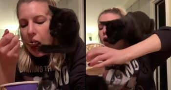 Possessive Cat Hilariously Claims All the Food at Mealtime
