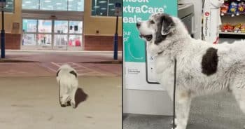 Loyal dog heads to CVS