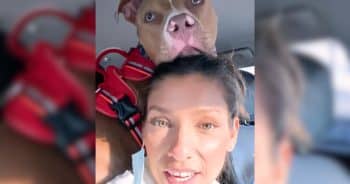 Pit bull comfort dog
