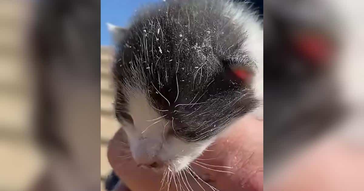 Hearing Faint Meows, This Family Did Whatever It Took to Help