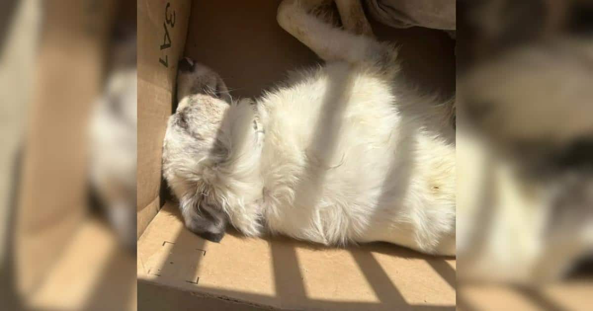 G.I. Joe’s Second Chance Shows the Power of Love and Rescue