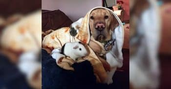 Wilbur the Dog Mimicking Guinea Pigs