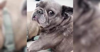 French Bulldog laying down with comfort and love