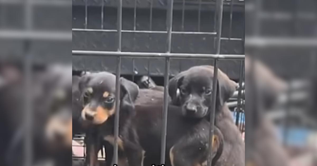A Sad Discovery Led to a Beautiful Rescue for Ten Tiny Puppies