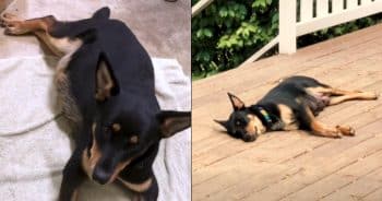 Pebbles the rescue dog rests as she approaches labor