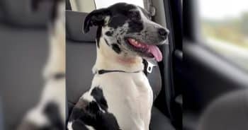 Rescued Dog at Gas Station