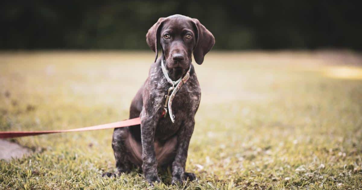 7 Things Every German Shorthaired Pointer Owner Should Know Before Bringing One Home