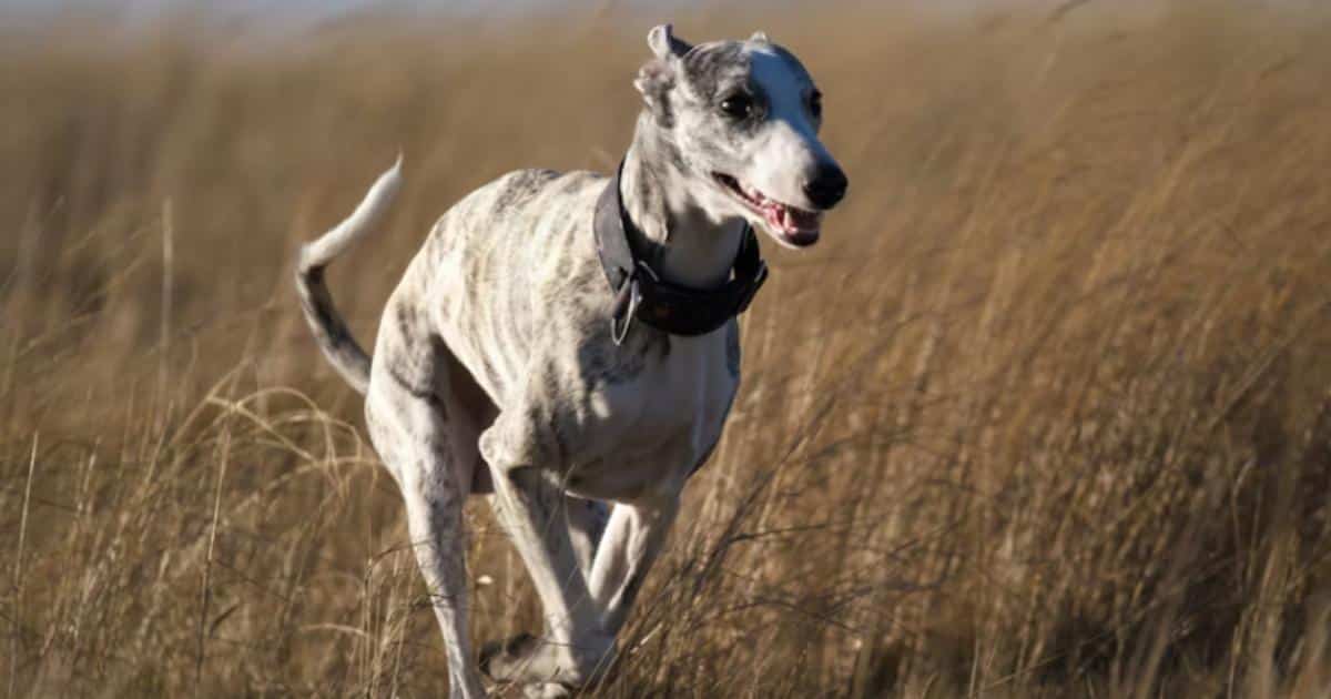 7 Things Every Whippet Owner Should Know Before Bringing One Home