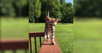 Bengal cat looking content