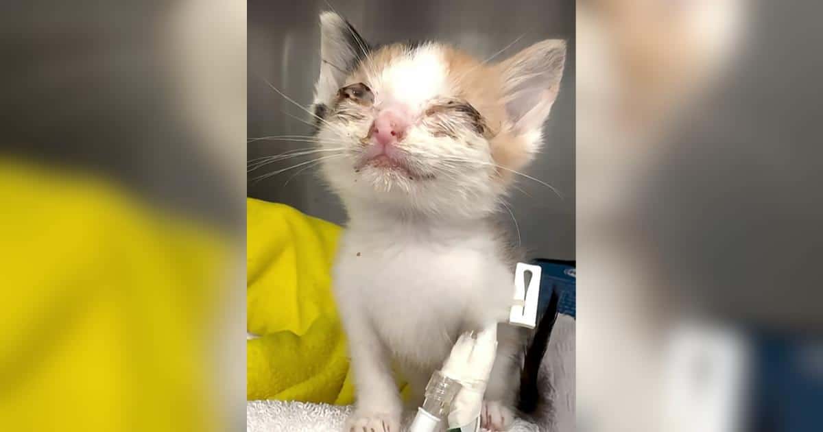 Fragile Kitten Blossoms Into a Confident Companion After Rescue