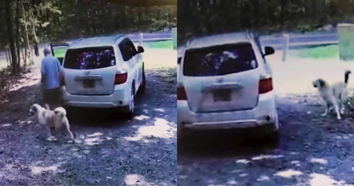 A Heartbreaking Goodbye No Dog Should Ever Have to Face