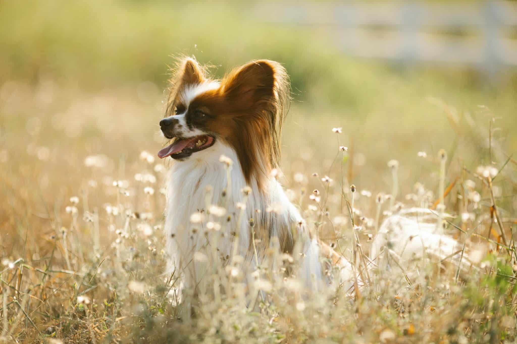 10 Best Raw Dog Food Brands for Papillons
