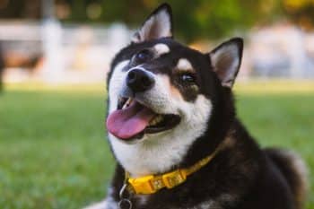 PetWireDaily — ManyPets vs. Pets Best Pet Insurance: In-Depth Comparison [2026]