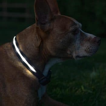 Blazin Light Up Dog Collar