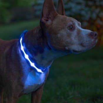 Blazin Light Up Dog Collar 