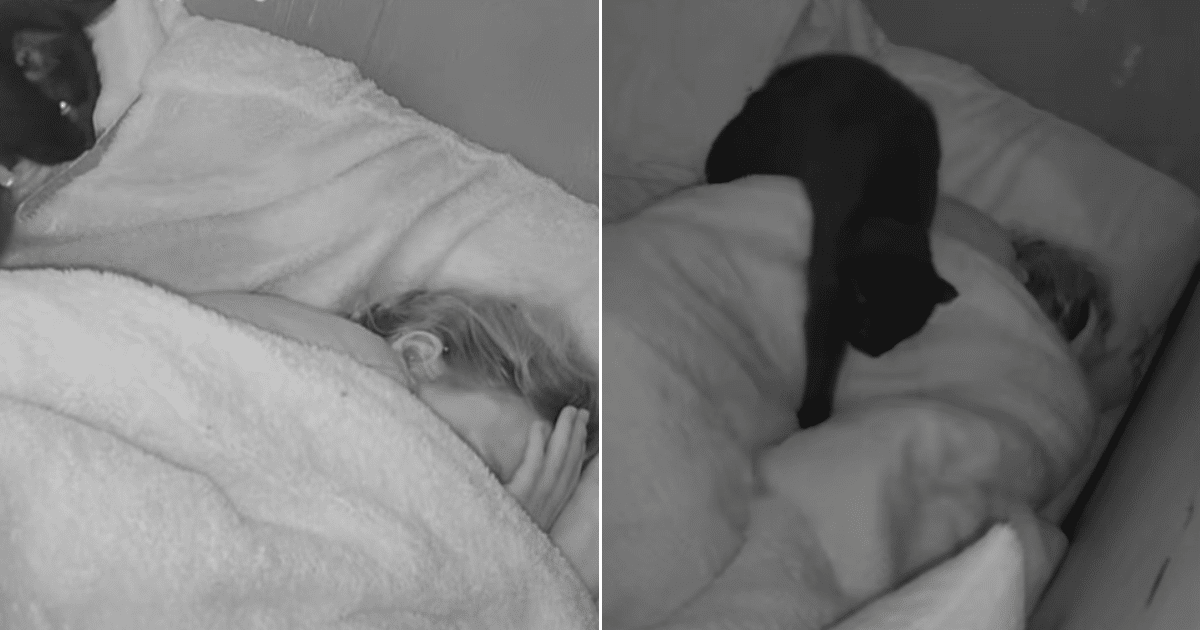 Cat Alerts Owner Moments Before Seizure and Stays by Her Side