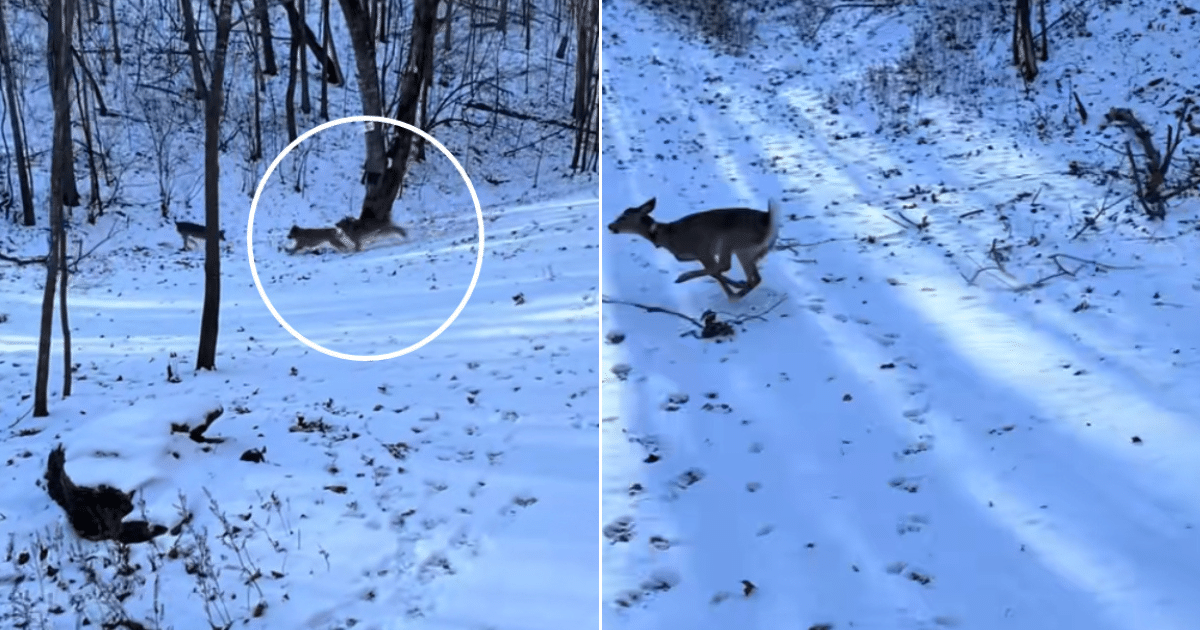 Playful Deer and Dogs Turn First Snowfall Into a Joyful Game of Chase