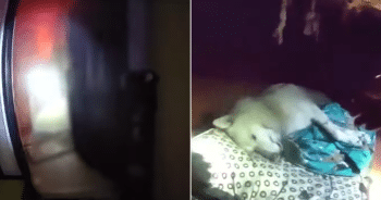 Officer rescues dog from fire