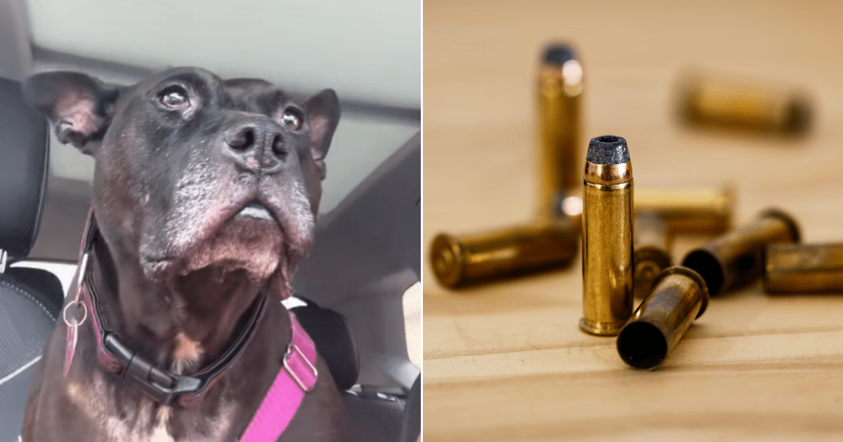 X-Ray Reveals Hidden Truth a Rescue Dog Carried Long Before Finding Her New Home