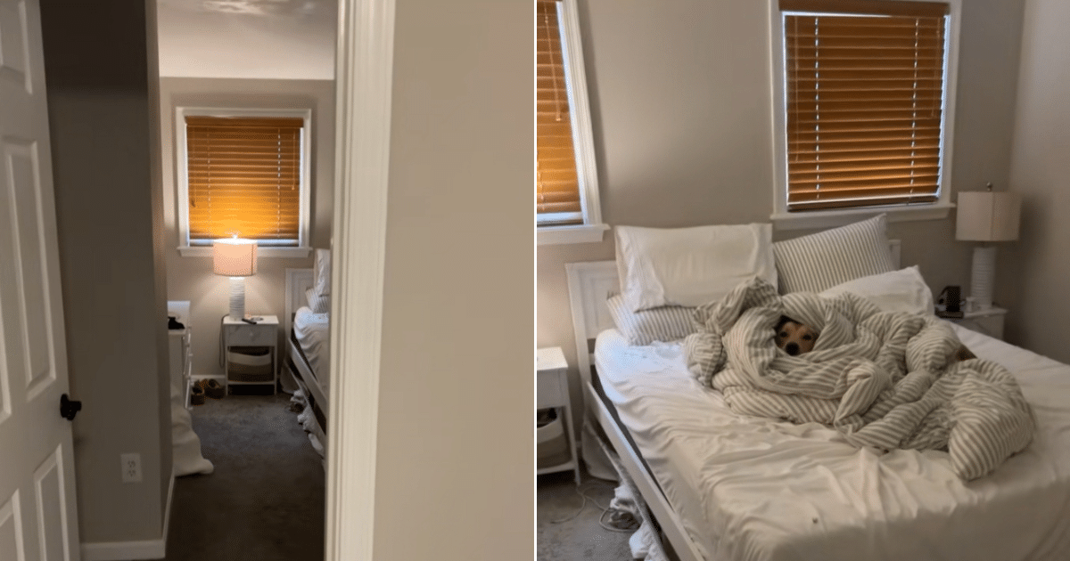Man Makes the Bed, Comes Back to Find Surprise Under Blankets