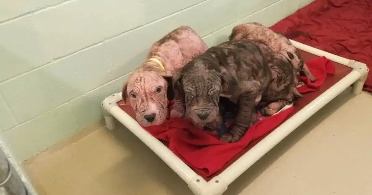5 Bald, Sick Puppies Show Pure Joy as They Shower Their Rescuers With Kisses
