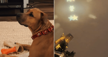 Rescue Dog's Reaction to Christmas Tree