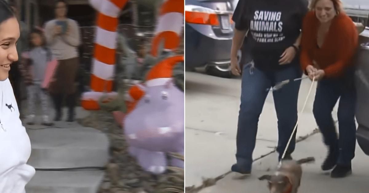 Dog Missing for 5 Years Reunited With Family After Being Found Over