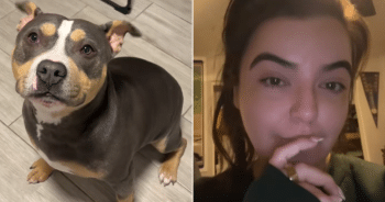 Dog with shiny coat after expensive shampoo accident
