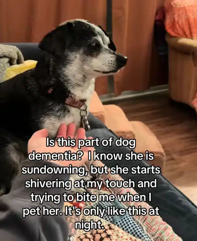 Lulu experiencing episode