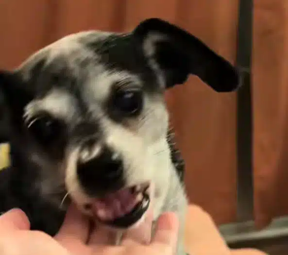 Senior dog receives love