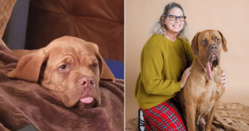 Dog Longest Tongue
