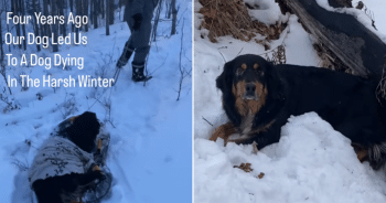 Bernese Mountain Dog Rescue