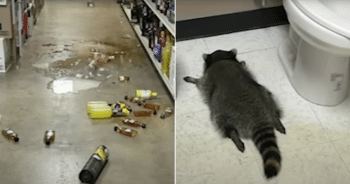 Raccoon passed out liquor store