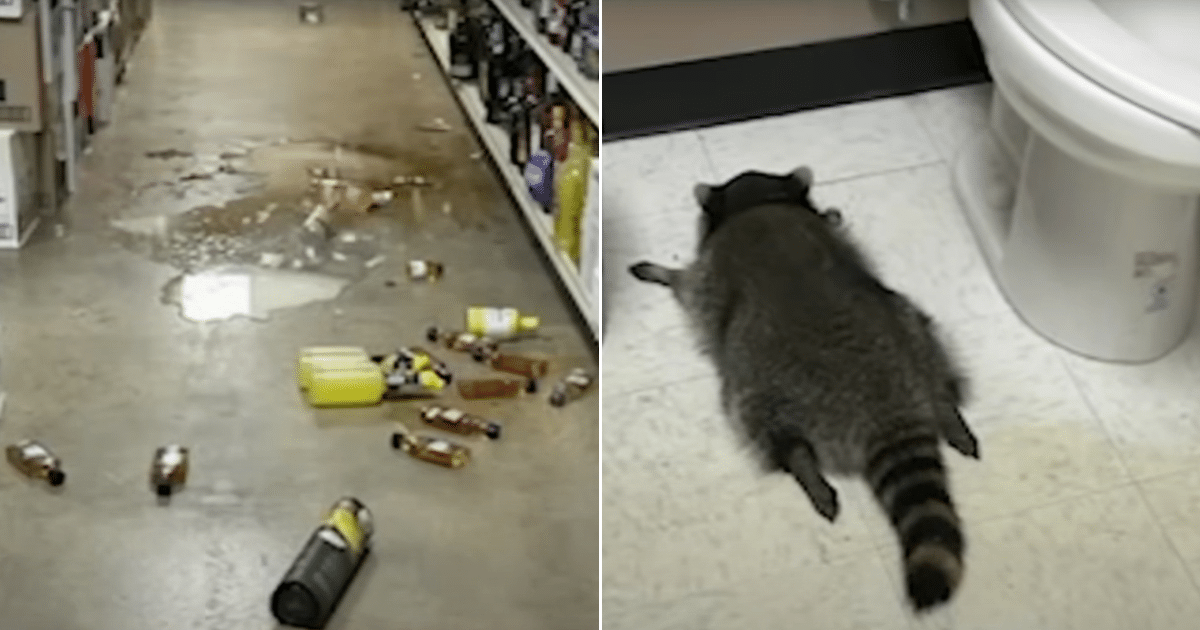Drunk Raccoon Found Passed Out On Liquor Store Floor After Breaking In