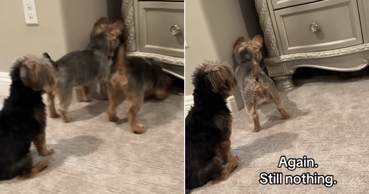 Yorkshire Terrier Family Launches Very Serious Mission to Retrieve a Lost Ball