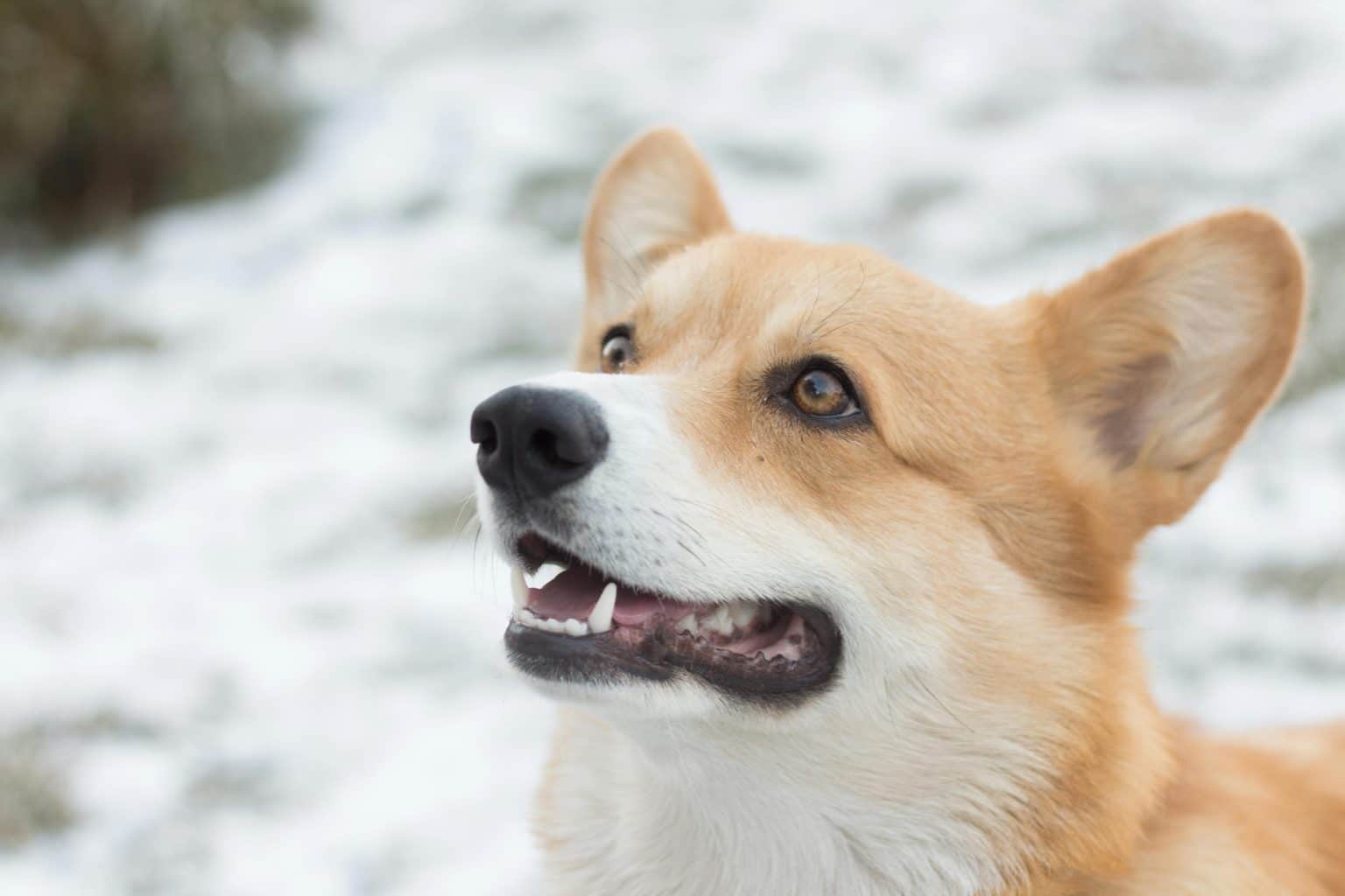 13 Winter Grooming & Skin Solutions Your Dog Will Thank You For ...