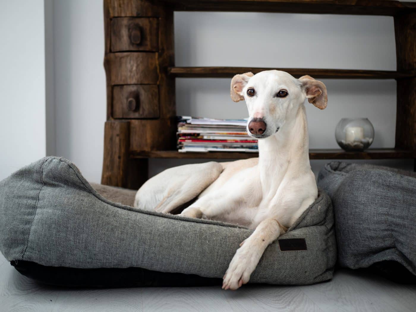 Greyhound, calm and gentle, resting quietly in peaceful surroundings.