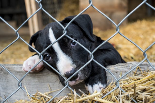 Black and white puppy mill dog behind fence looking sad.