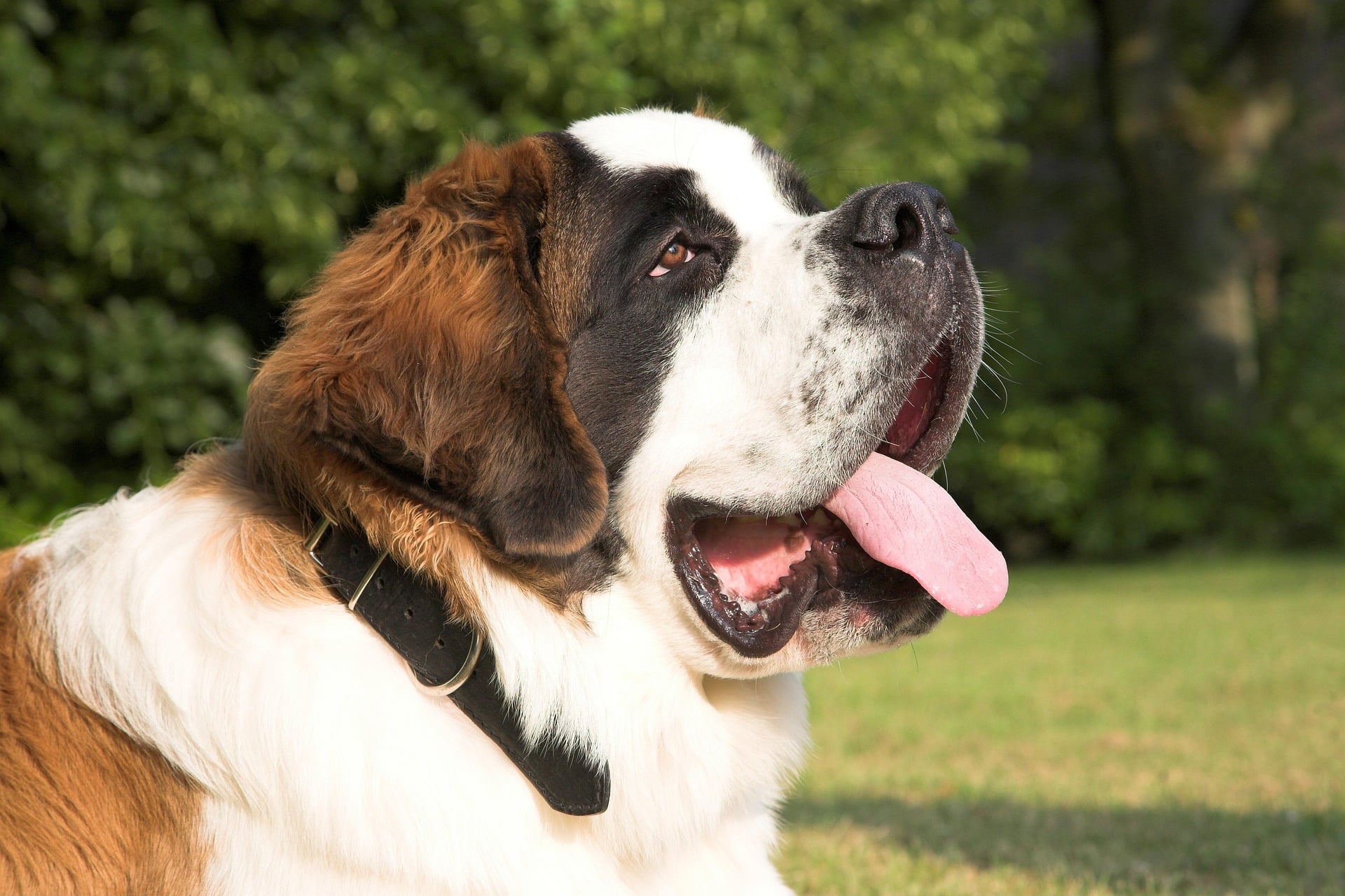 Ideal Diet for St. Bernards The Ultimate St. Bernard Feeding Guide