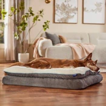 Frisco Plush Orthopedic Pillowtop Dog Bed w/Removable Cover,